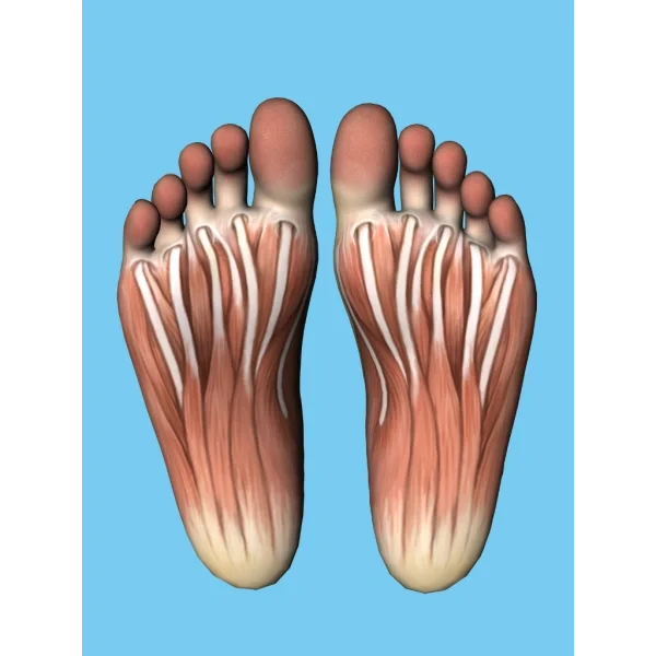 vaiko pedos raumenys sausgysles